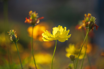 Yellow flowers are blooming