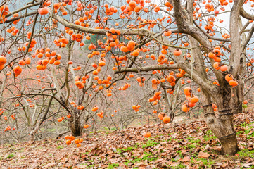 The persimmon fruit trees in autumn