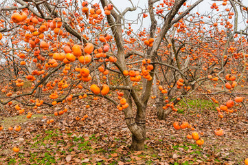 The persimmon fruit trees in autumn