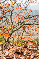 The persimmon fruit trees in autumn