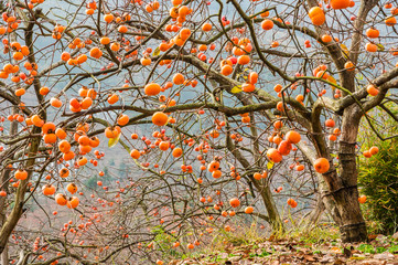 The persimmon fruit trees in autumn