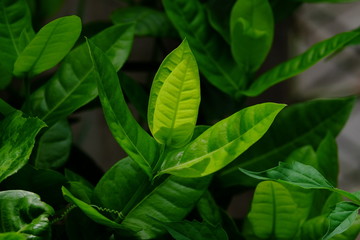 Green leaves with soft sunlight that affect the beautiful, used as a background image