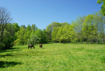 Fototapeta na wymiar Spring in Latvia.Horses grazing on a green meadow. 