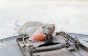 Disposal dead mouse caught in mousetrap in house mice control