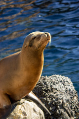 Seal sunning itself on rock