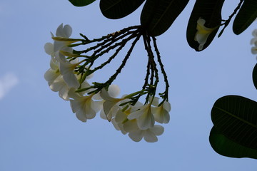 White flowers and green leaves with soft sunlight that affect the beautiful, used as a background...