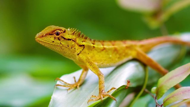 Small wild lizard on a tropical plant. Thailand, Phuket Island