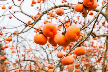 The persimmon fruits closeup in autumn