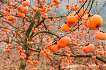 The persimmon fruits closeup in autumn