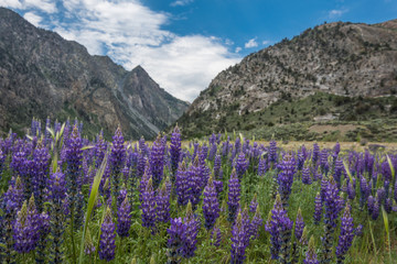 Field of purple lupine wildflowers in the June Lake Loop in the Eastern Sierra mountains of California on a summer day