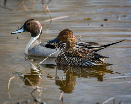 The Pintail Or Northern Pintail Is A Duck With Wide Geographic Distribution That Breeds In The Northern Areas Of Europe, Asia And North America