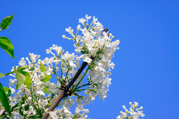 white clove flowers, syringa Linn