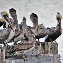 Bunch of Pelicans on Wooden Structure