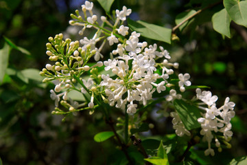 white clove flowers, syringa Linn