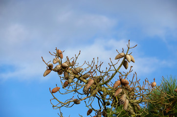 Pommes de pin .