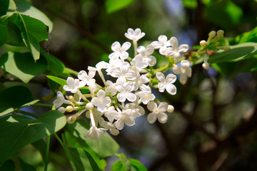 white clove flowers, syringa Linn