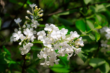 white clove flowers, syringa Linn
