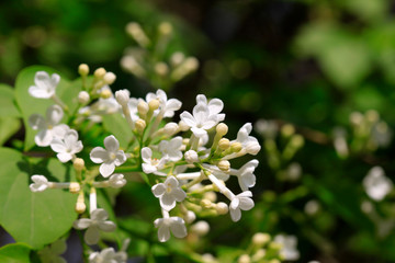 white clove flowers, syringa Linn