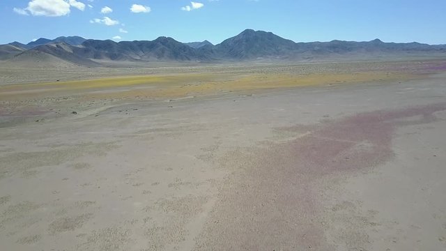 Desert Flowers, purple & yellow flower bed aerial drone footage. From time to time rain comes to Atacama Desert, when happens thousands flowers grow in the desert, amazing "Desierto Florido" Part 3/10