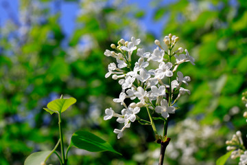 white clove flowers, syringa Linn