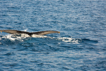 Naklejka premium Humpback whale mothers are playing with their children.