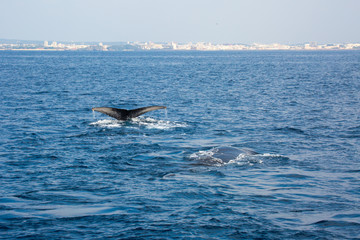 Obraz premium Humpback whale mothers are playing with their children.