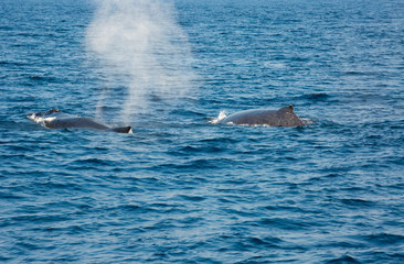 Fototapeta premium Humpback whale mothers are playing with their children.