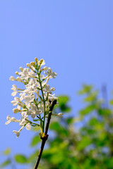 white clove flowers, syringa Linn