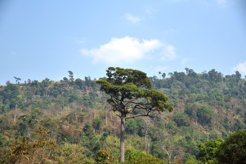 big tree on mountain and sky background