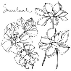 Vector Jungle botanical succulent flower. Black and white engraved ink art. Isolated succulents illustration element.