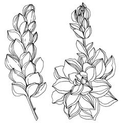 Vector Jungle botanical succulent flower. Black and white engraved ink art. Isolated succulents illustration element.