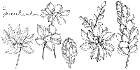 Vector Jungle botanical succulent flower. Black and white engraved ink art. Isolated succulents illustration element.