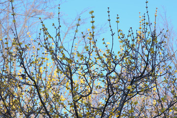 蝋梅咲く、蝋梅、春一番、早春、黄色の花、春の香り