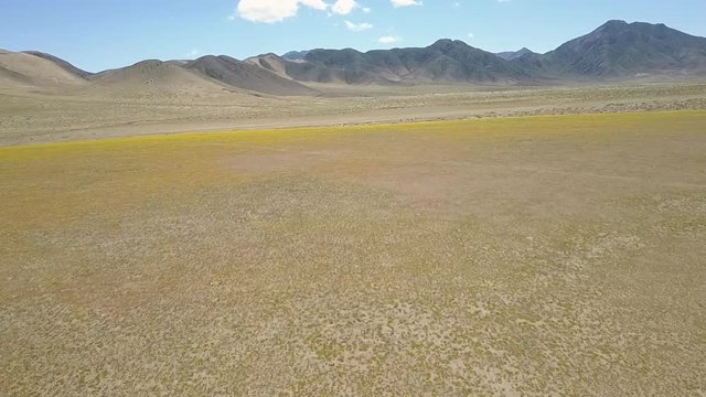 Desert Flowers, yellow flower bed fields aerial drone footage. From time to time rain comes to Atacama Desert, when happens thousands flowers grow in the desert, amazing "Desierto Florido" Part 2/2