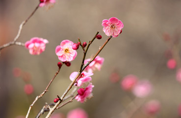 梅の開花、梅、春の花、早春、季節感、樹木の花、蕾