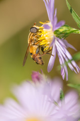 Macro of big flower fly species (helophilus) with great detail on wildflower in the Crex Meadows Wildlife Area in Northern Wisconsin