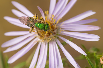 Bright sparkly green sweat bee or cuckoo wasp on a wildflower in Governor Knowles State Forest in Northern Wisconsin