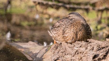 Mallard duck resting on a fallen log / tree trunk in a wetland off the Minnesota River on a sunny fall / autumn day