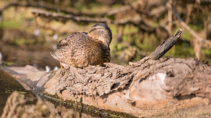 Mallard duck resting on a fallen log / tree trunk in a wetland off the Minnesota River on a sunny fall / autumn day