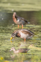 Ducks on the Minnesota River with selective focus on mallard duck dabbling on vegetation