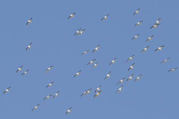 Squadron of american white pelicans migrating in fall - taken on the Minnesota River