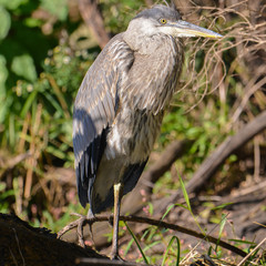 Great blue heron relaxing on one leg on a log in a wetland near the Minnesota River