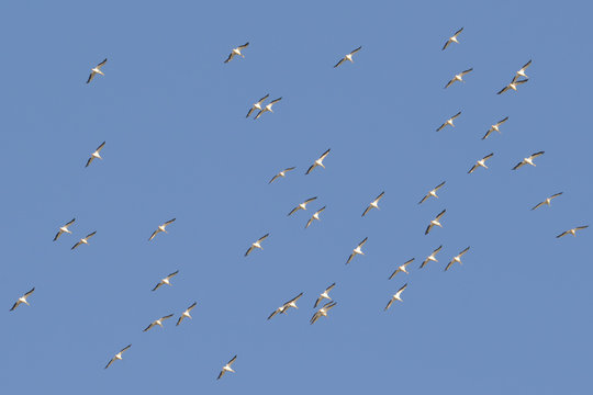 Squadron of american white pelicans migrating in fall - taken on the Minnesota River - Powered by Adobe
