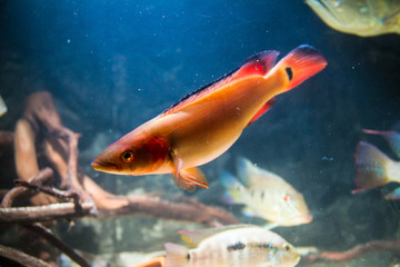 Naklejka premium Atabapo red pike cichlid (Crenicichla lugubris)