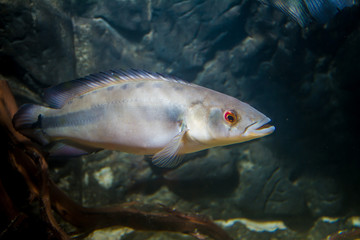 Fototapeta premium Pike cichlid (Crenicichla sp.)
