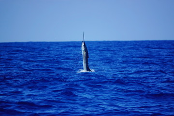 Naklejka premium swordfish jumping out of water