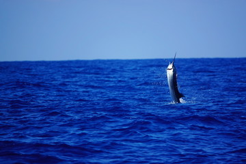 Naklejka premium swordfish jumping out of water