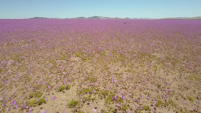 Desert Flowers, purple flower bed fields aerial drone footage. From time to time rain comes to Atacama Desert, when happens thousands flowers grow in the desert, amazing "Desierto Florido" phenomenon