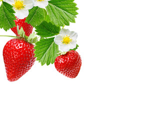 red garden fresh strawberry