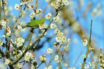 春の野鳥、梅にメジロ、メジロに白梅、春イメージ、春風景、グリーン